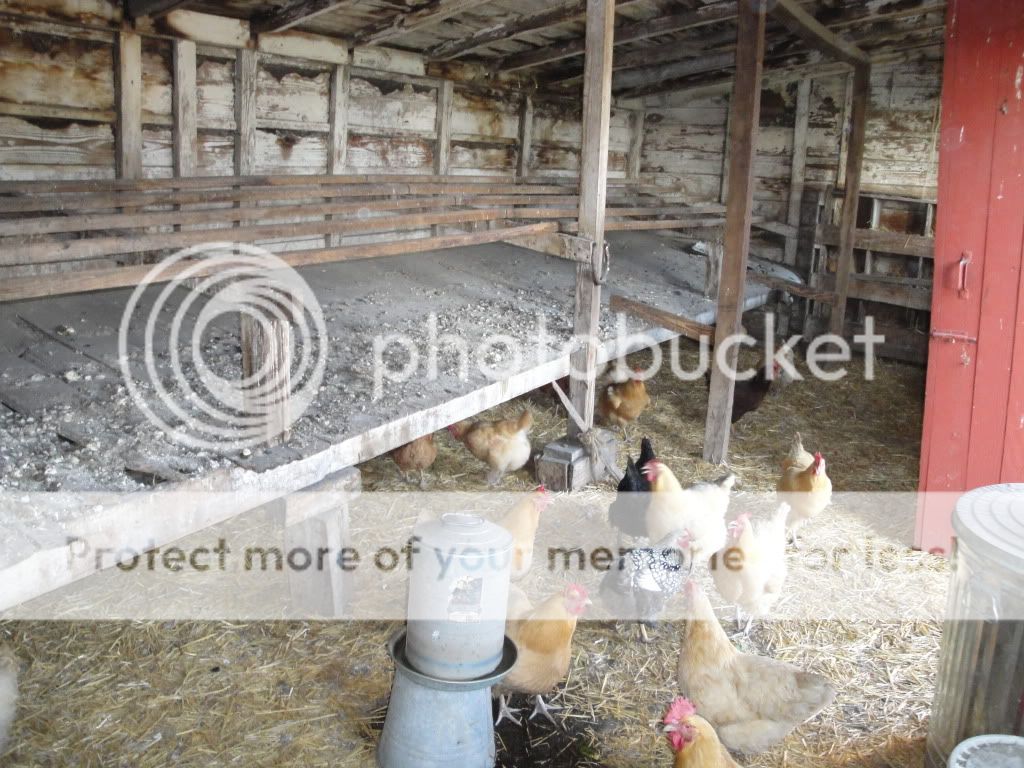 pics of inside my coops and pens! finally after 2 or so years took pix